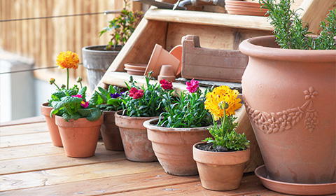 a collection of flower pots on a wooden surface showcasing vibrant blooms arranged artistically seven colorful flowers in different pots